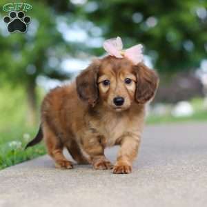 Pocahontas, Dachshund Puppy